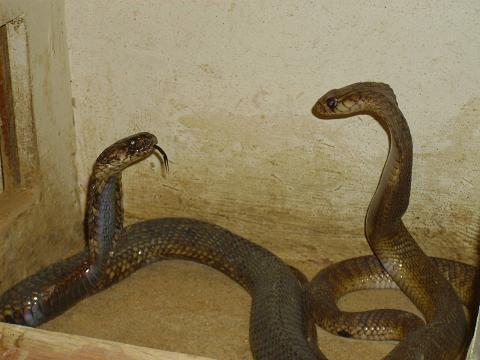    Egyptian cobra