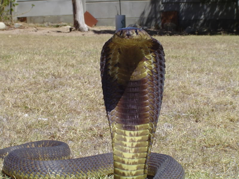    Egyptian cobra