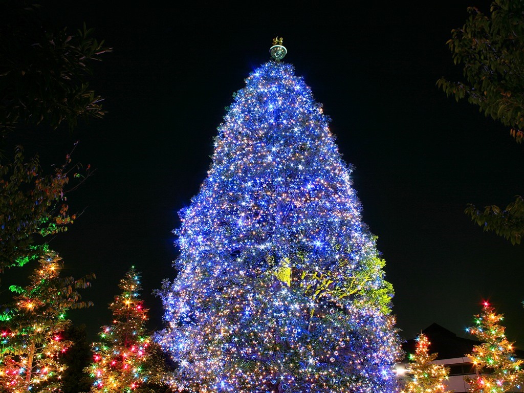     Photo Christmas trees 2013