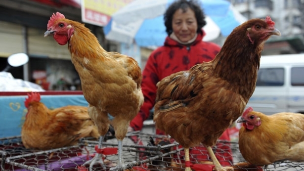 إنفلونزا الطيور الصين تكلف أكثر مليار دولار