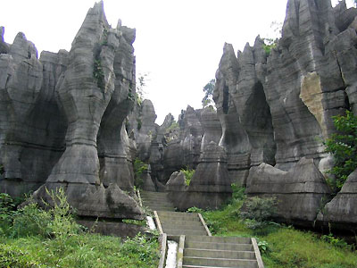     Stone Forest