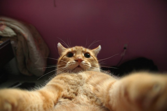 Cats Selfies سلفي القطط 