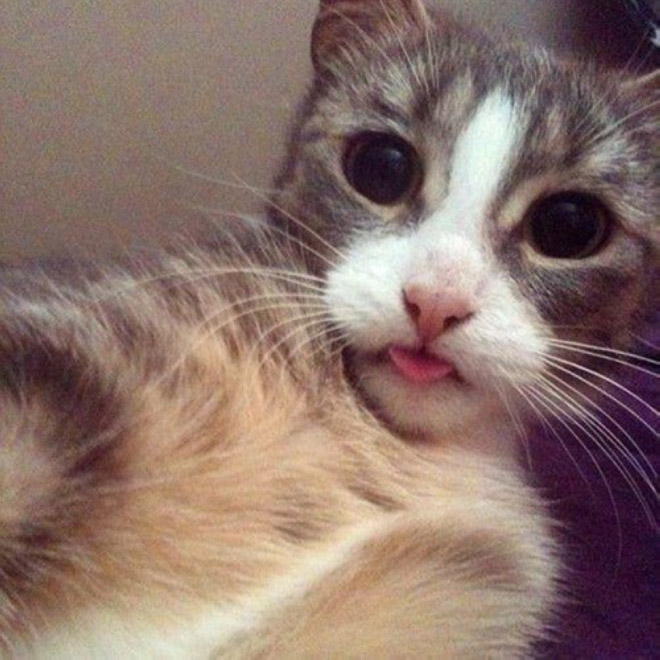 Cats-Selfies10