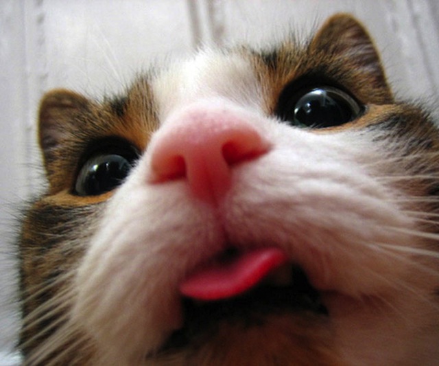 Cats-Selfies3