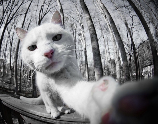 Cats-Selfies4