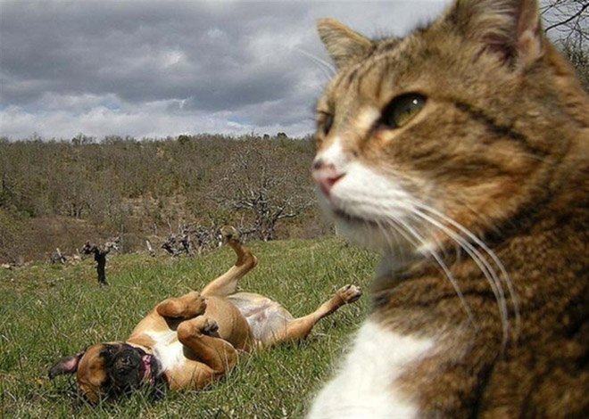 Cats-Selfies8