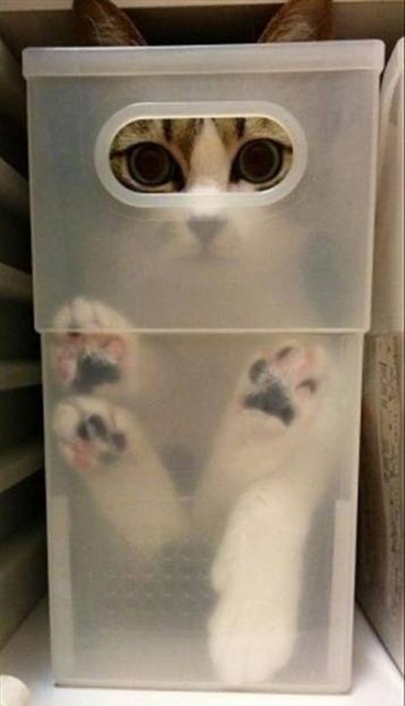cats_know_how_to_hide_2