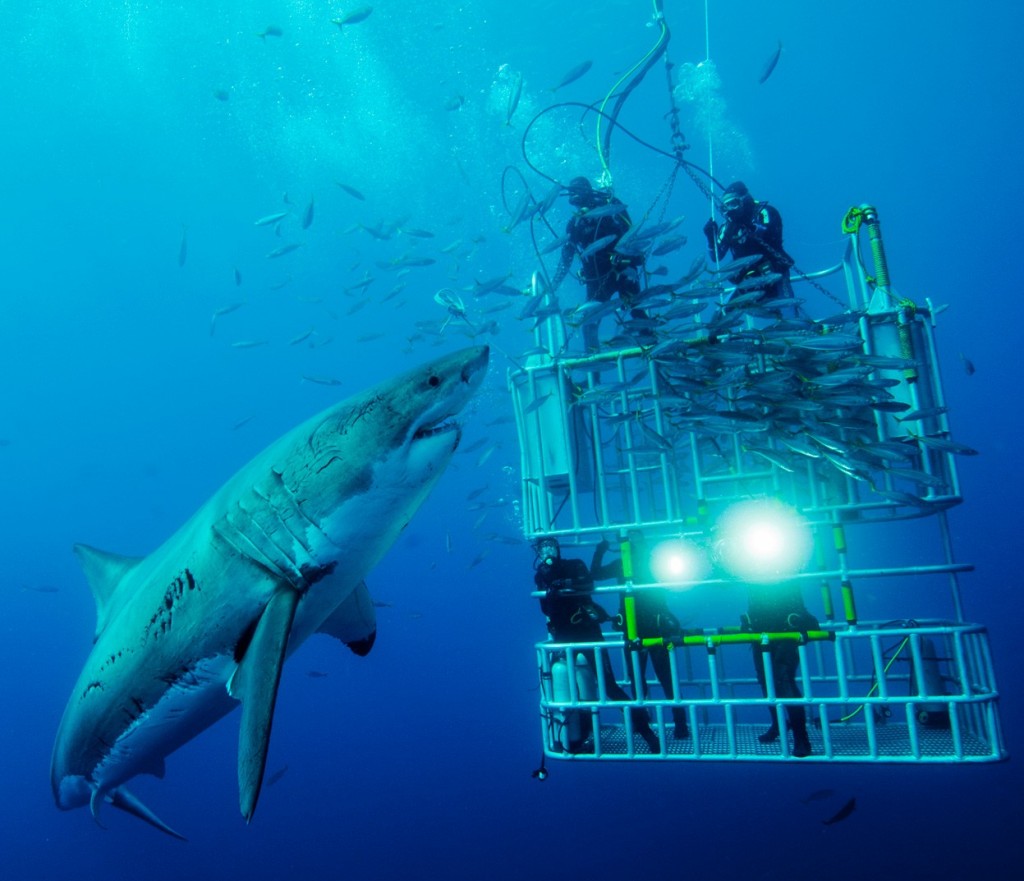 shark_dive_cage