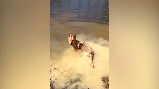 بالفيديو : كلب غاضب بسبب مغادرة المسبح