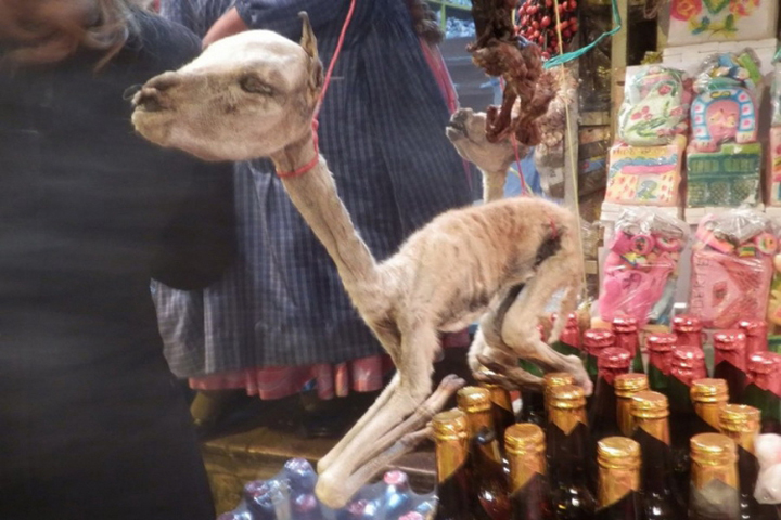 سوق للحيوانات المجففة في بوليفيا .. صور