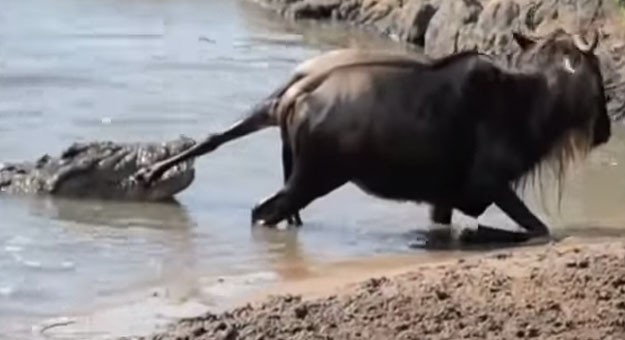 بالفيديو : تمساح يصارع حيوان النو