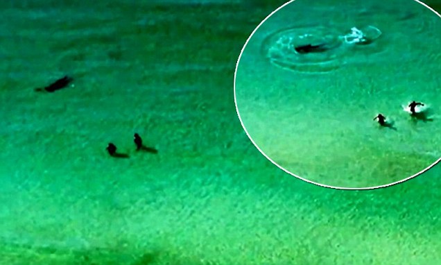 بالفيديو : سمكة قرش تحاصر سباحين في فلوريدا