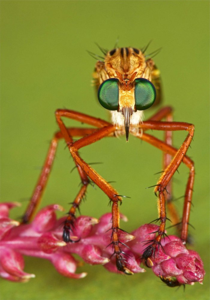 شاهد صور أعجب الحشرات في العالم