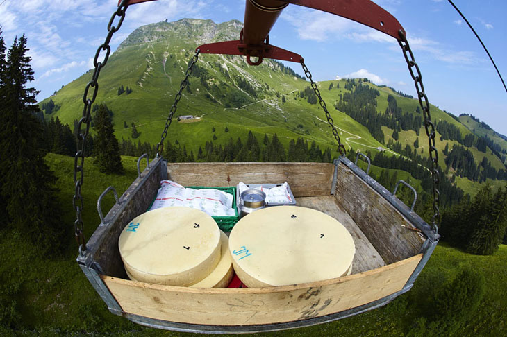 شاهد مزارع ومصانع انتاج الجبن السويسري