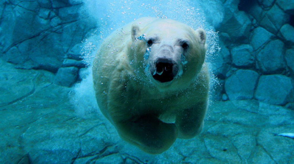 أفضل صور الحيوانات تحت الماء في 2014