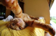 اجمل صور سيلفي القطط Cats Selfies