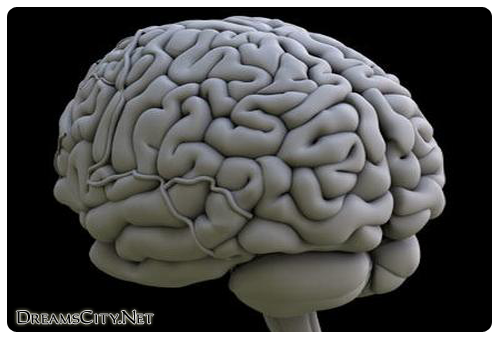 الدماغ الايمن والدماغ الايسر