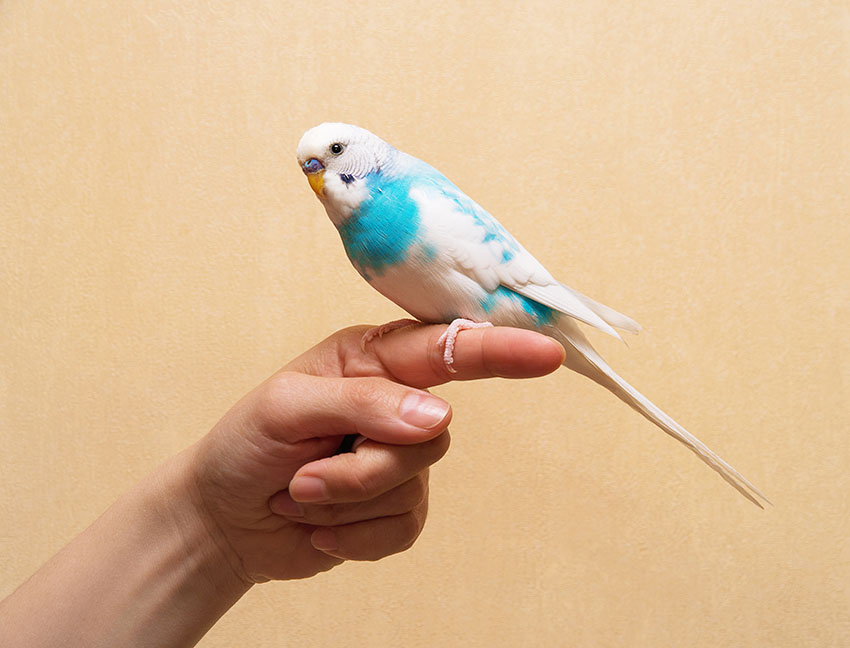 Taming_budgie