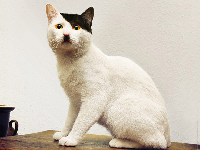 أغرب صور : قطط تشبه الزعيم الالماني هتلر