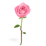 pink-roses-icons-39393