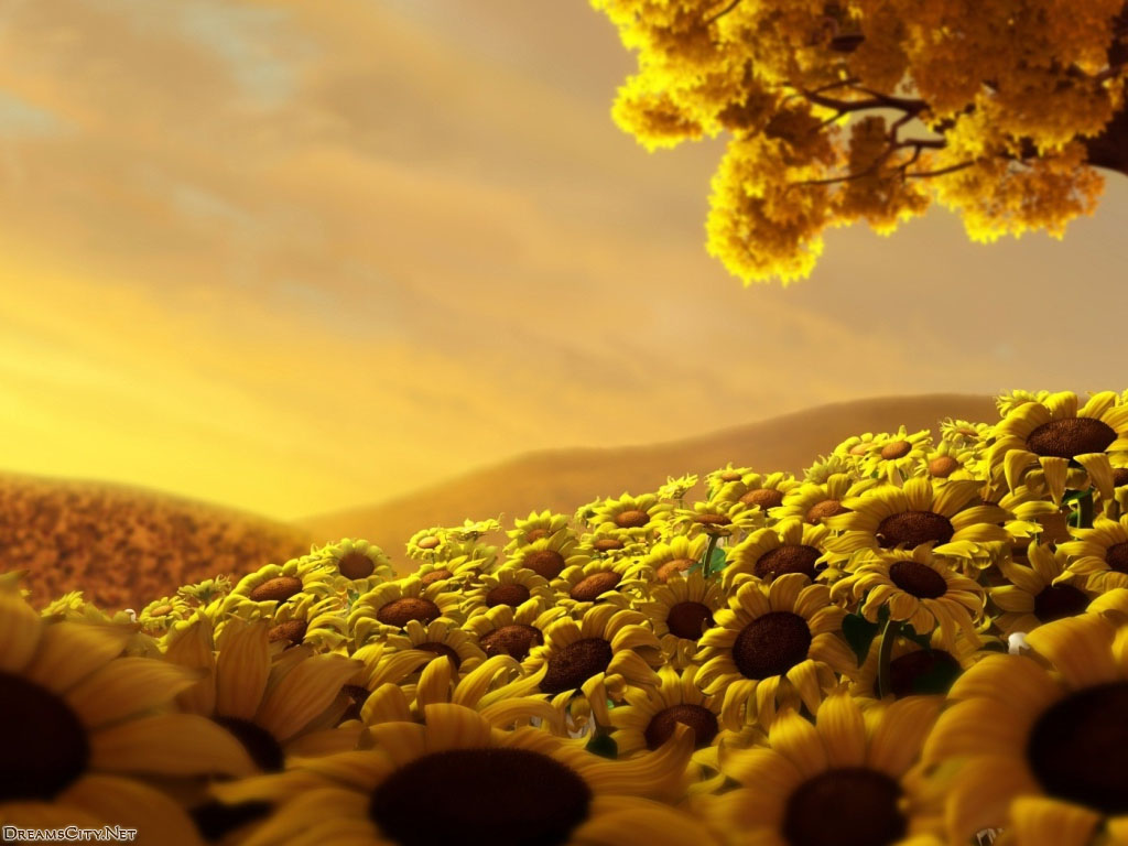 sunflower and sunset