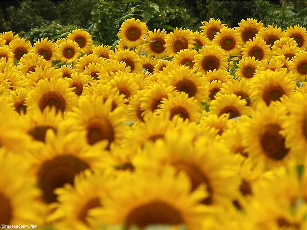 sunflower garden-02