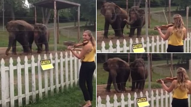 بالفيديو : أفيال ترقص على عزف الكمنجه