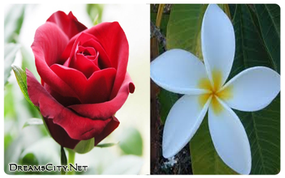 الفرق بين الورود والزهور بالتفصيل 