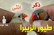 الفرق بين الذكر والانثى في طيور الزيبرا فينش