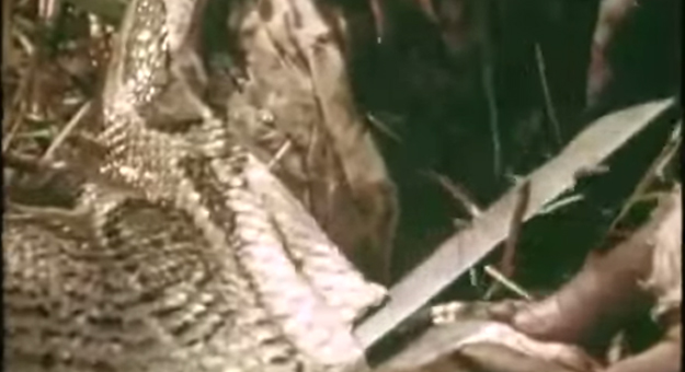 فيديو مثير : صيد الافعى باستخدام ساق بشرية